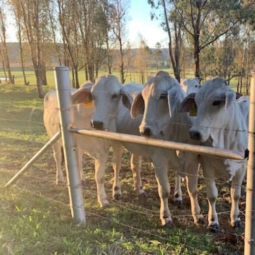 Livestock Fencing Livestock Fencing installation